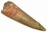 Fossil Plesiosaur (Zarafasaura) Tooth - Morocco #369961-1
